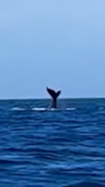 Whale puts on a show off Torquay