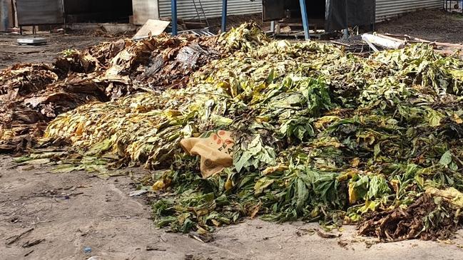 Police and ATO officers searched a Rugby Road, Dalton, property and allegedly found 1.9 tonne of tobacco drying out. Picture: NSW Police