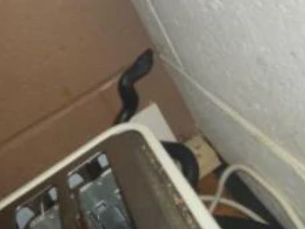 The moment when one of the world’s deadliest snakes pops its head up to greet you. All the woman wanted to do was make some toast. Picture: Supplied