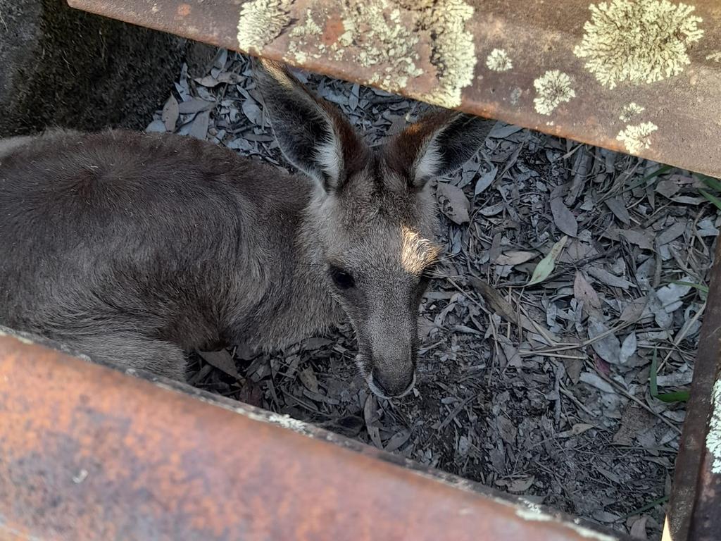 Wildlife rescuer Kylie Hibberd found this kangaroo from a cattle grid on November, days later it was found dead in a second cattle grid, up the road (Photo: Kangaroo Kaper Wildlife Sanctuary)