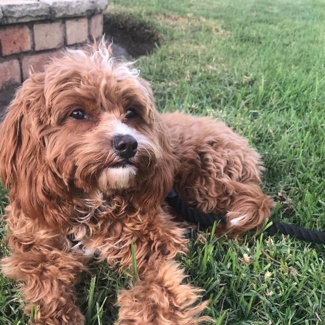 Willow the toy cavoodle.