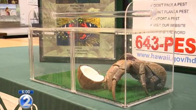 Screen grab of a giant coconut crab found walking around Hawaii. Pic: Khon 2 News