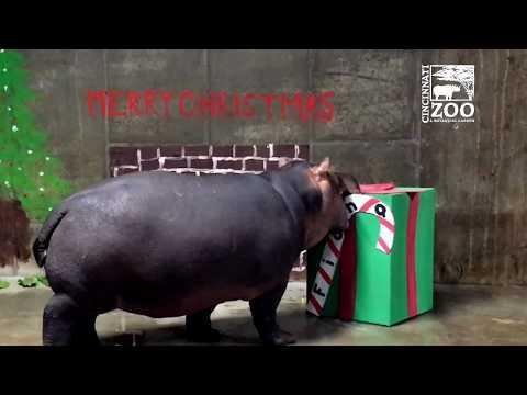 Cincinnati Zoo Celebrates Fiona the Hippo's First Christmas. Credit - Cincinnati Zoo & Botanical Gardens via Storyful