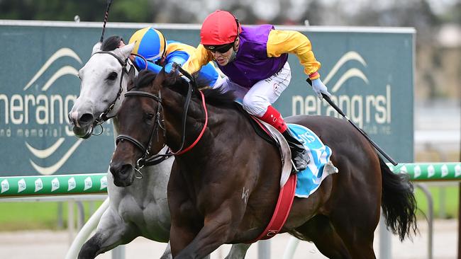 Craig Williams rides Paradee to victory on the Gold Coast. Picture: Trackside Photography