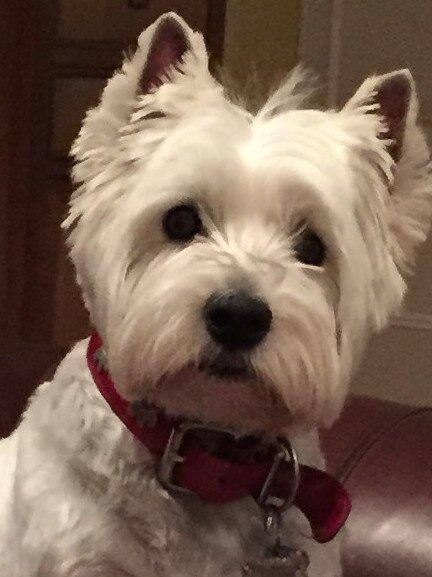 Fergus the Scottish west highlander, sent in by Gail Lucia, Walkerville.