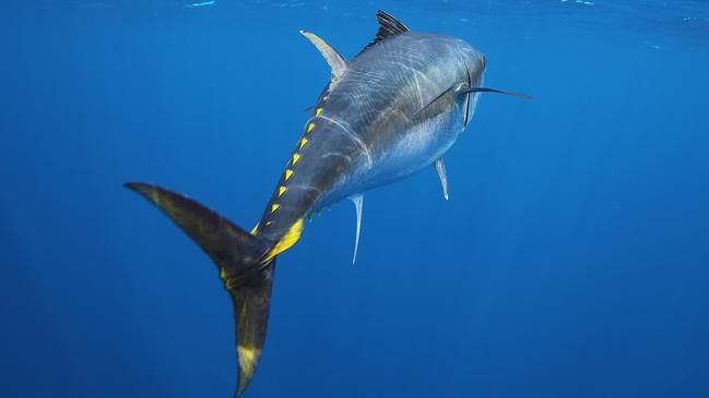 Southern bluefin tuna swimming towards recovery