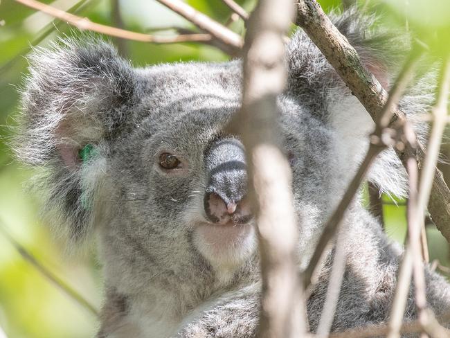 8-year-old koala named Andrea was believed to have been struck by a car last week.  Pic Vikki Siliato