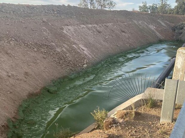 Green algae in Lake Bonney on December 20. Picture: Shonnie Jordan