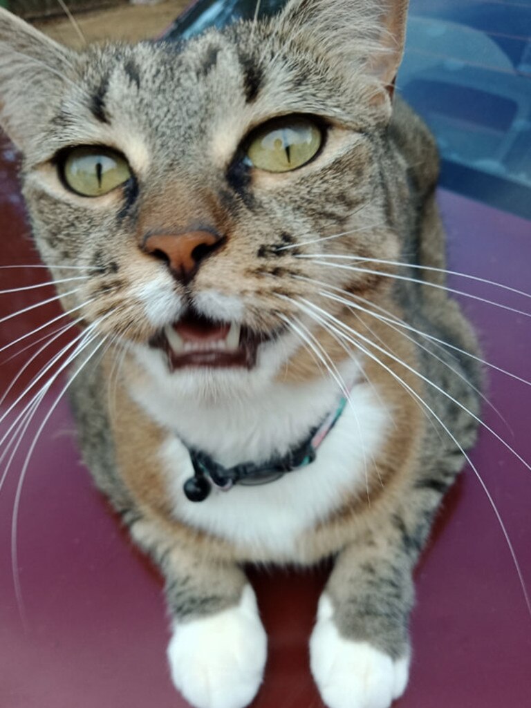 My kitty Princess just smiling for the camera. Picture: Samantha Tyler