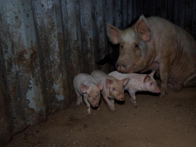 New images have emerged alleging animal cruelty at another Tasmanian slaughterhouse. Picture: Farm Transparency Project