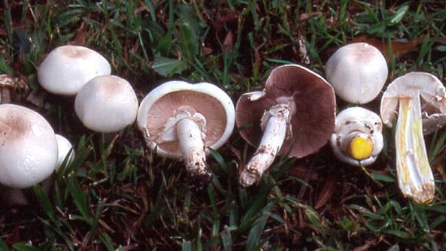 Yellow-staining mushroom. Picture: Dr Tony Young