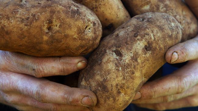 Ongoing wet weather has caused havoc for potato growers in Tasmania. Picture: Chris Kidd