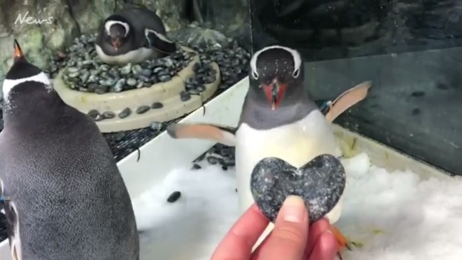 First Same Sex Penguin Couple Sea Life Sydney Daily Telegraph