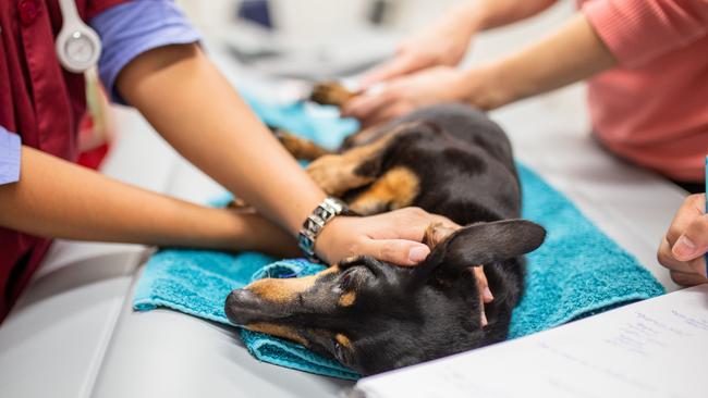 One of the 37 animals seized from the Storybook Farm Sacred Animal Garden property undergoes an examination at VSS Jindalee this week. Picture: RSPCA QLD.