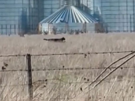 Footage of a mysterious black cat loping through a Ballarat field has gone viral. Picture: Supplied