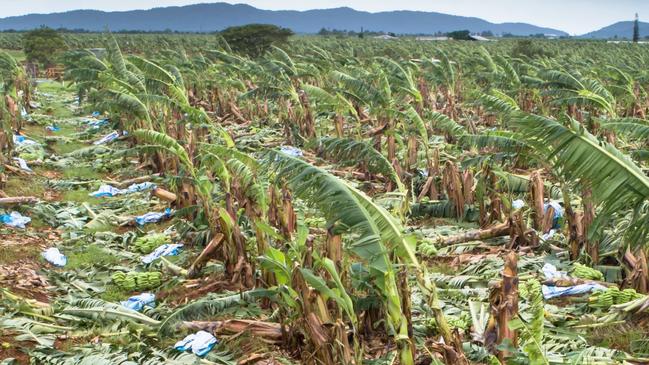 Bananas are just one of the crops damaged by the recent floods on the NSW Mid North Coast. Picture: Supplied.