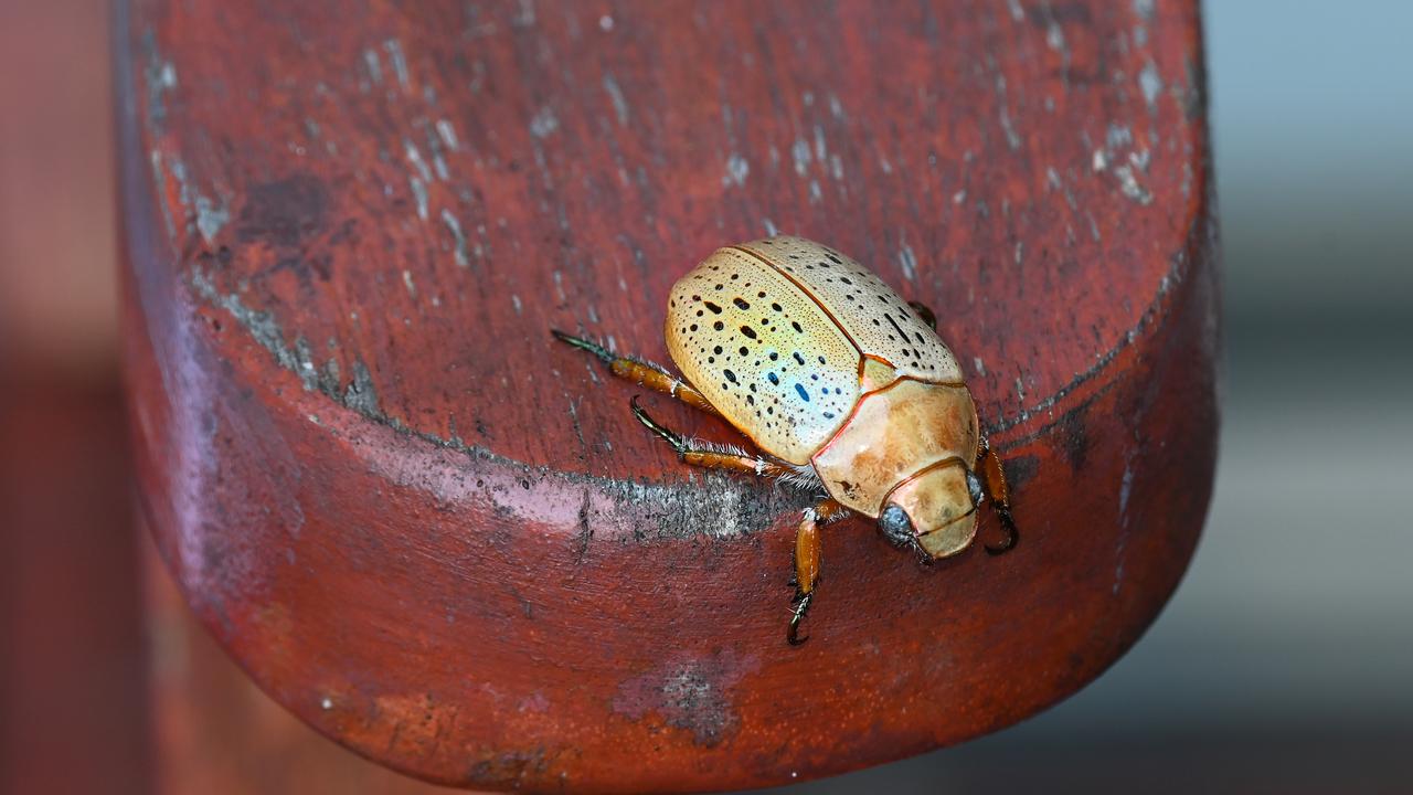 Aussies claim Christmas beetles are in decline. Picture: iStock.