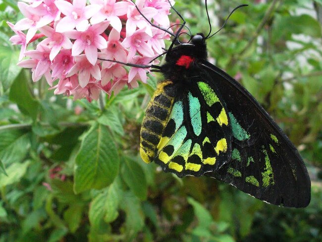 The Richmond Birdwing Butterfly male. Picture: RICHARD BULL