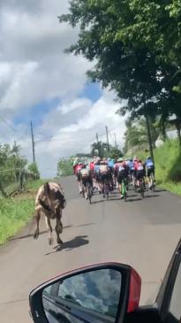 Competitive cow chases cyclists on the road