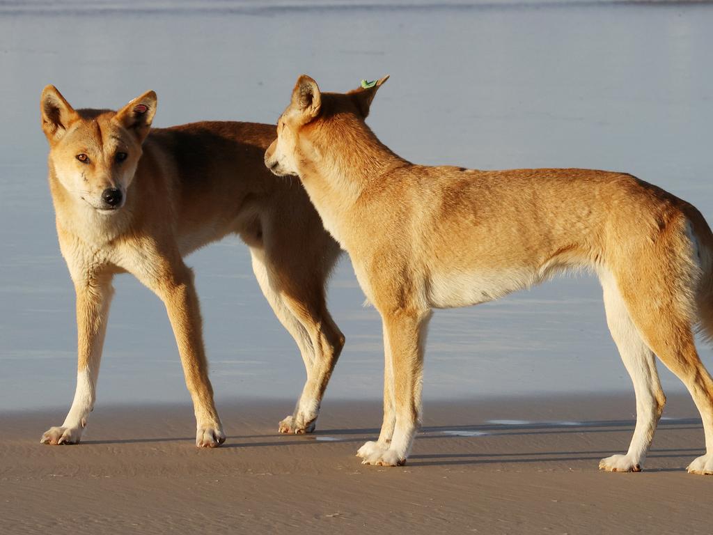 Dingo 'humanely destroyed' after attacks on two children in