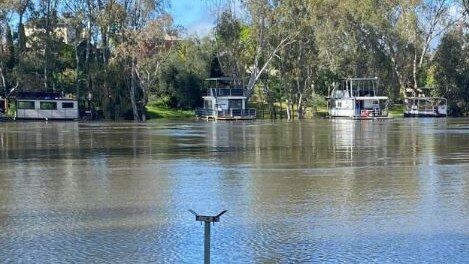 The swollen Murray River near Corowa-Rutherglen Football-Netball Club’s home ground late last year. Picture: Supplied