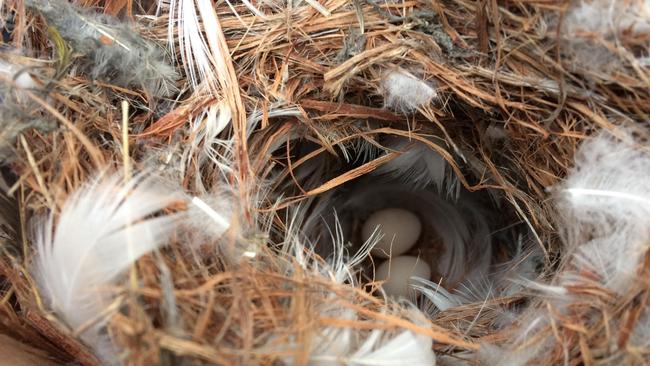 Forty-spotted pardalote nest and eggs. Pic by Fernanda Alves