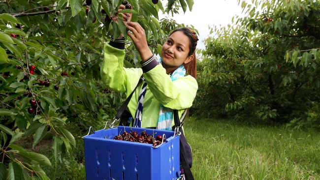 Students are being asked to go pick fruit crops in regional areas to combat a labour shortage. Picture: Nikki Davies-Jones