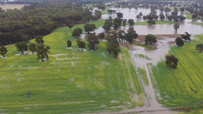 A flooded canola crop on the Murrumbidgee River in August. Picture: Neil Durning