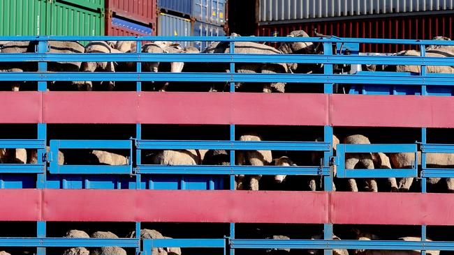 Sheep are seen being transported by road to the Al Kuwait live export ship in Fremantle harbour. Picture: AAP Image/Richard Wainwright