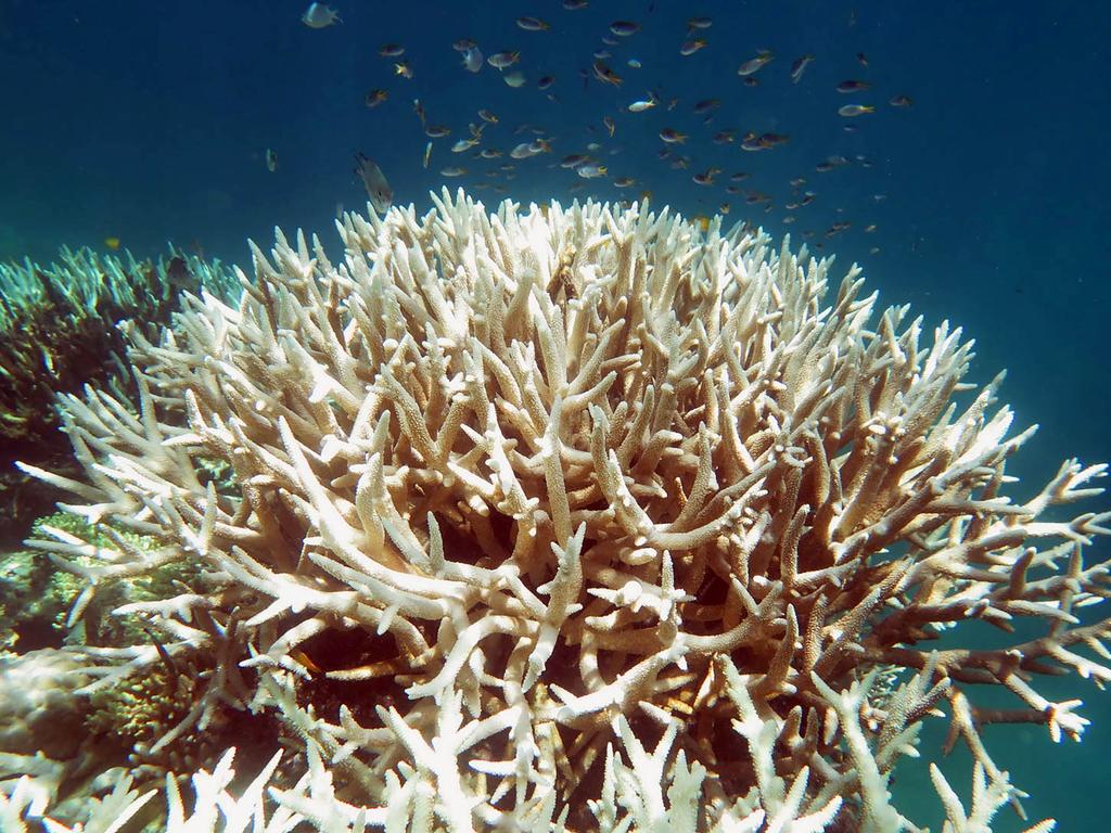 Rising sea temperatures in recent years has wrecked the ability for coral in the reef to grow. Picture: Nette Willis