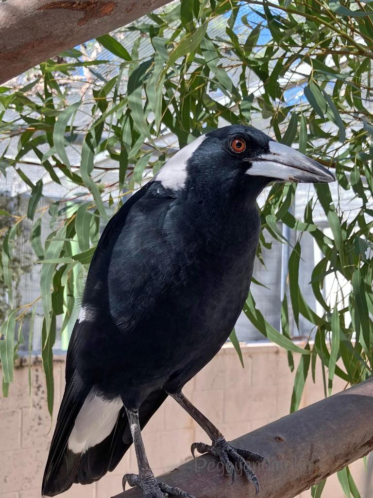 Molly the Magpie after he was surrendered to DESI