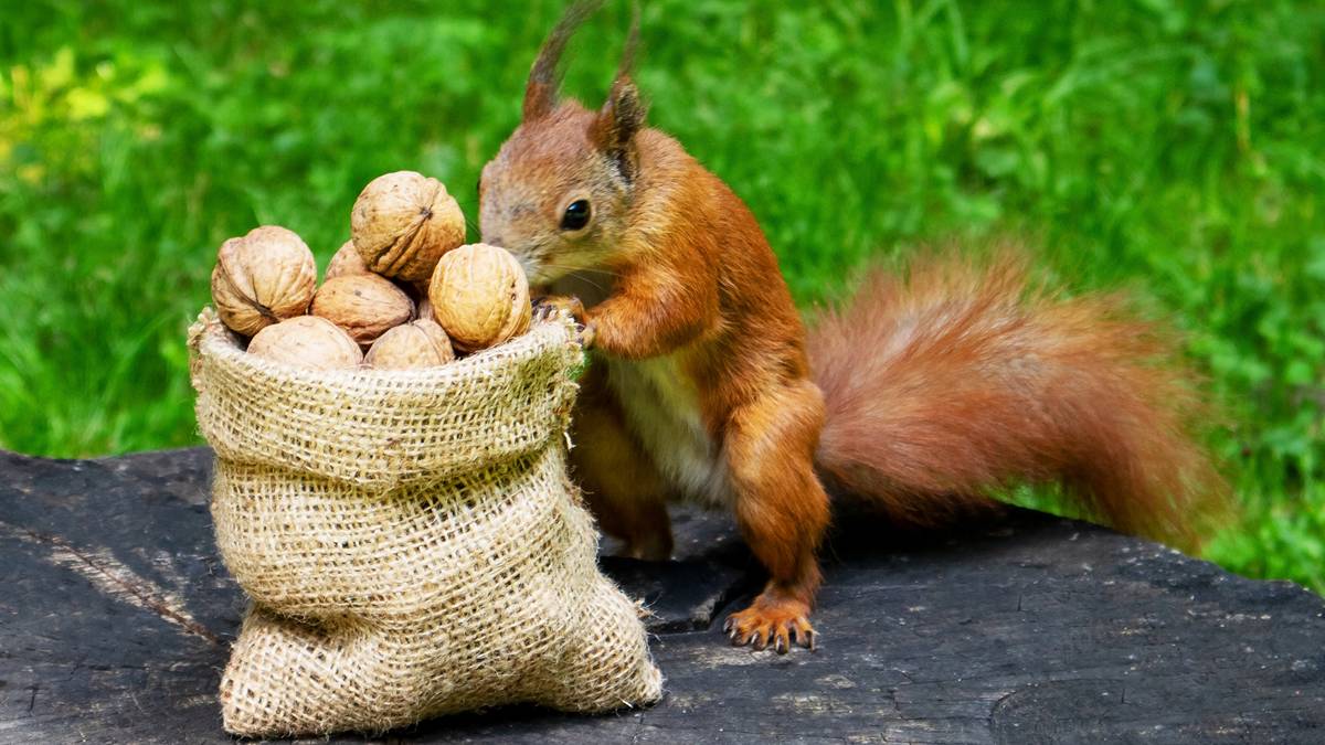 Go nuts! Impedimed is building a pre-emptive stockpile of Asian-sourced componentry. Pic via Getty