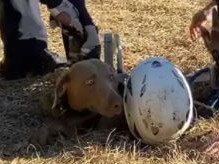 Moment dog pulled out of 4m deep hole