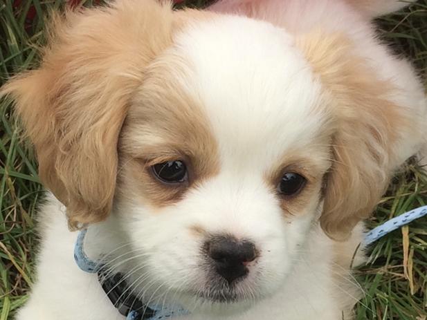 Dogs of Oz. Australia's Top Dog finalists. VicHe is the cutest little k9 ever, his smile is worth a million, just look at his face.Picture: Ana McEldrew