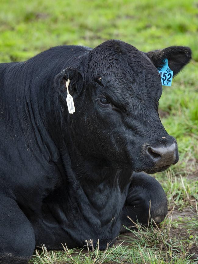 Sale bulls at Kelly Angus on-property sale. Picture: Zoe Phillips