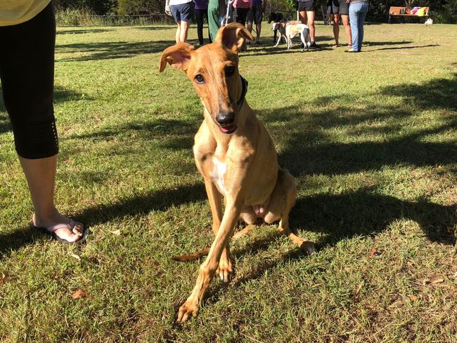 Nikki, one of nine greyhound puppies rehomed by the AWLQ earlier this year. Picture: Amanda Robbemond