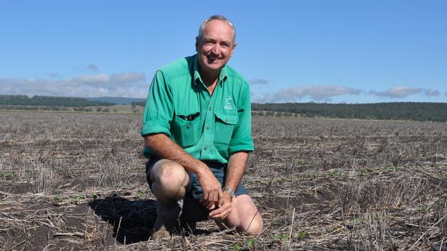 Head up: Ian Carter, from Pine Ridge in NSW, in his emerging dryland cotton crop.