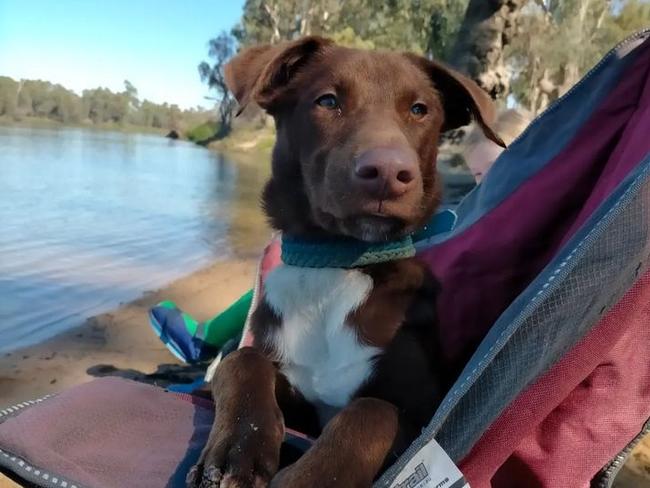 Nuffy is the cutest pet in Victoria. Picture: Supplied