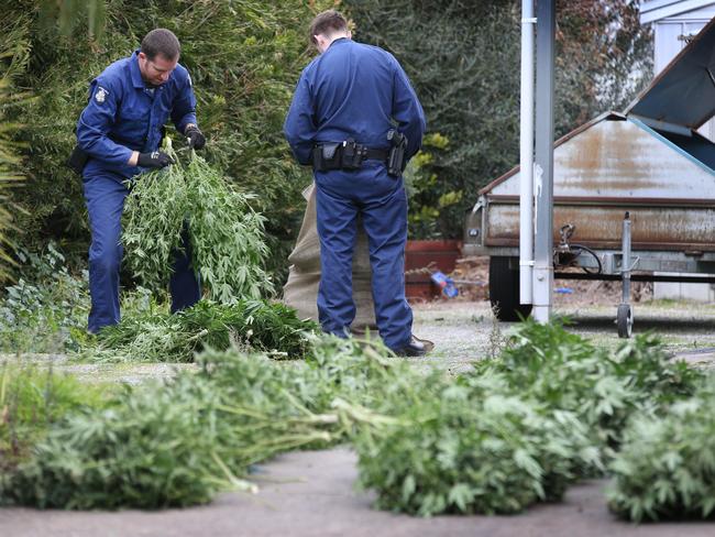 Almost 200 cannabis plants were found on an Oakleigh property. Picture: David Caird