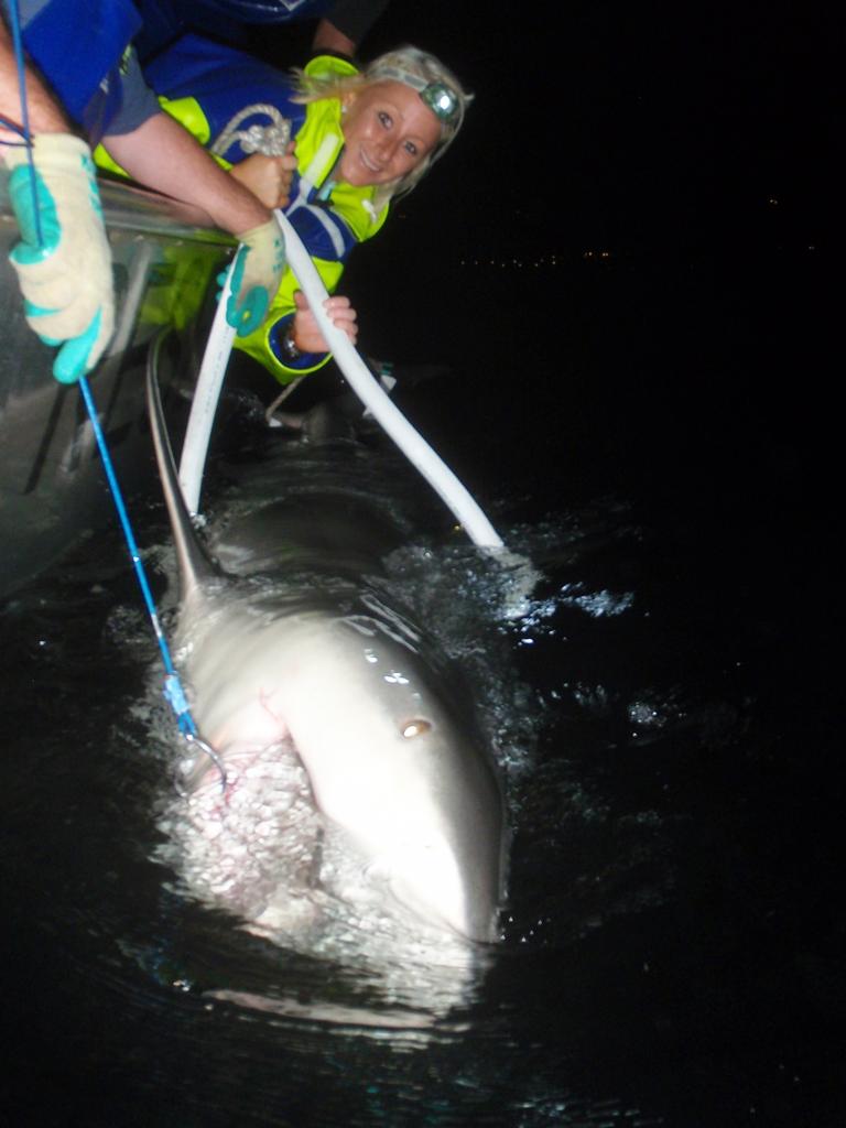 The DPI catches and tags bull sharks in Sydney Harbour to monitor their movements.