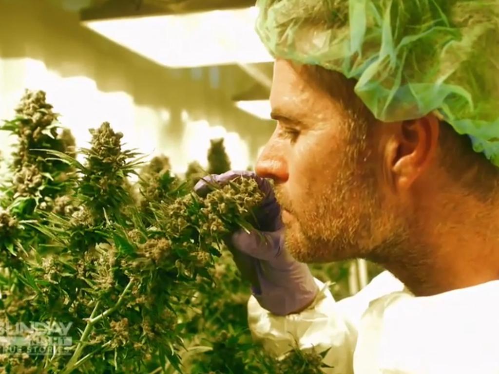 Pete Evans recently appeared on Sunday Night weighing in on the medical cannabis debate.