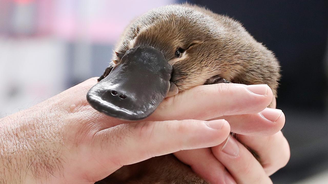 Platypus Reintroduction Plan For River Torrens The Advertiser