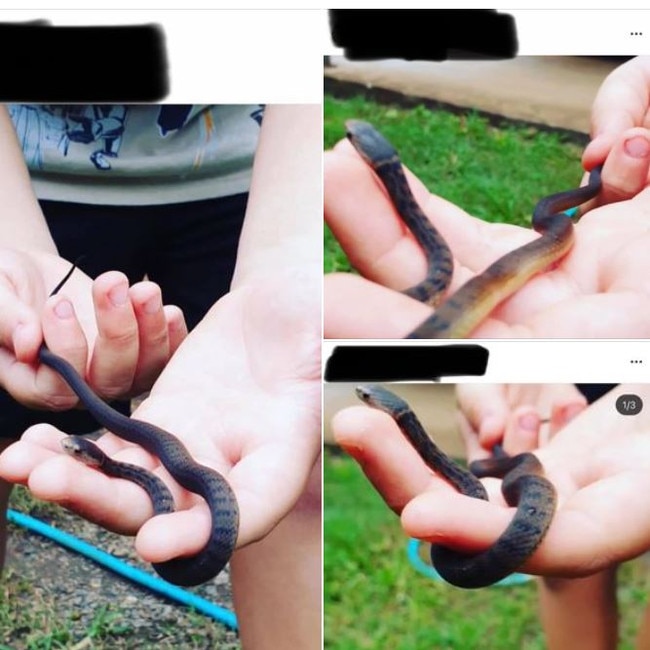 Facebook images of the boy handling a highly venomous rough-scaled snake.