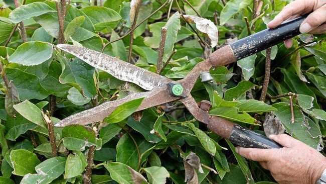 GENTLE GARDENING: Ditch the power tools for those hand-held options which allow you to relax and enjoy the serenity. Picture: Supplied