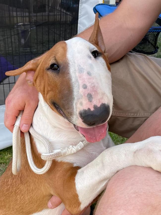 Gary the bull terrier, sent in by Deb Light, Nairne.