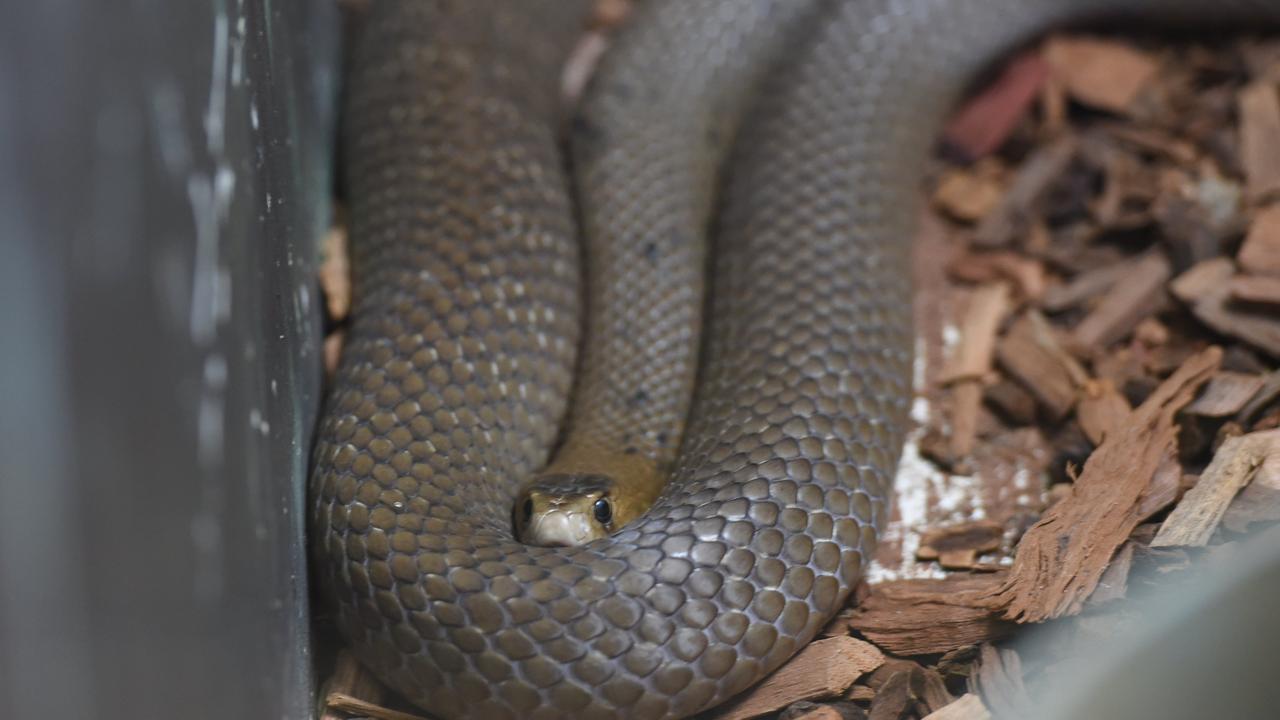 Paramedics have responded to multiple snake bite call-outs. Photo Marc Stapelberg