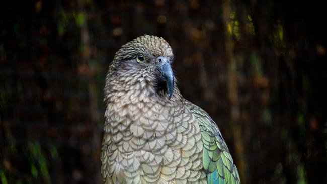 A New Zealand Mountain Parrot.