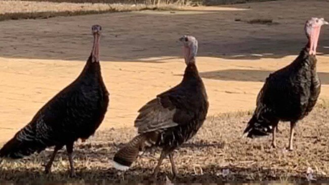 These three turkeys in Annandale have a cult following.