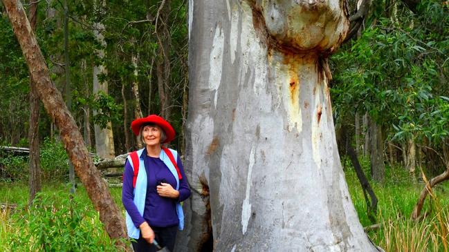 A massive gum tree on the site at Heinemann Rd, where a family of eagles lives. Picture: Supplied