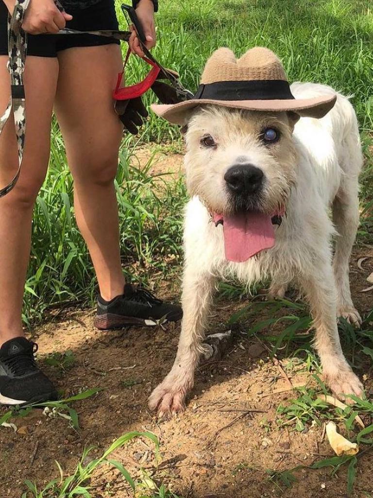 Volunteers brought Christmas cheer to the animals at the Brave Companion Dog Rescue Centre in Laidley on Christmas Day.